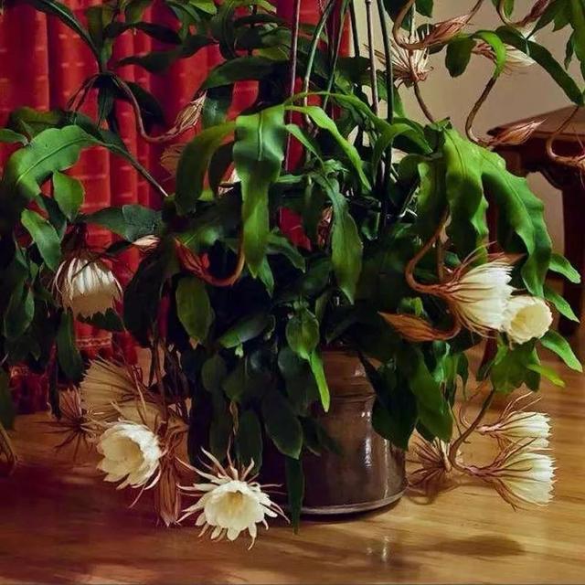 我国国花是什么花，中国国花是什么花（中国国花是什么花）