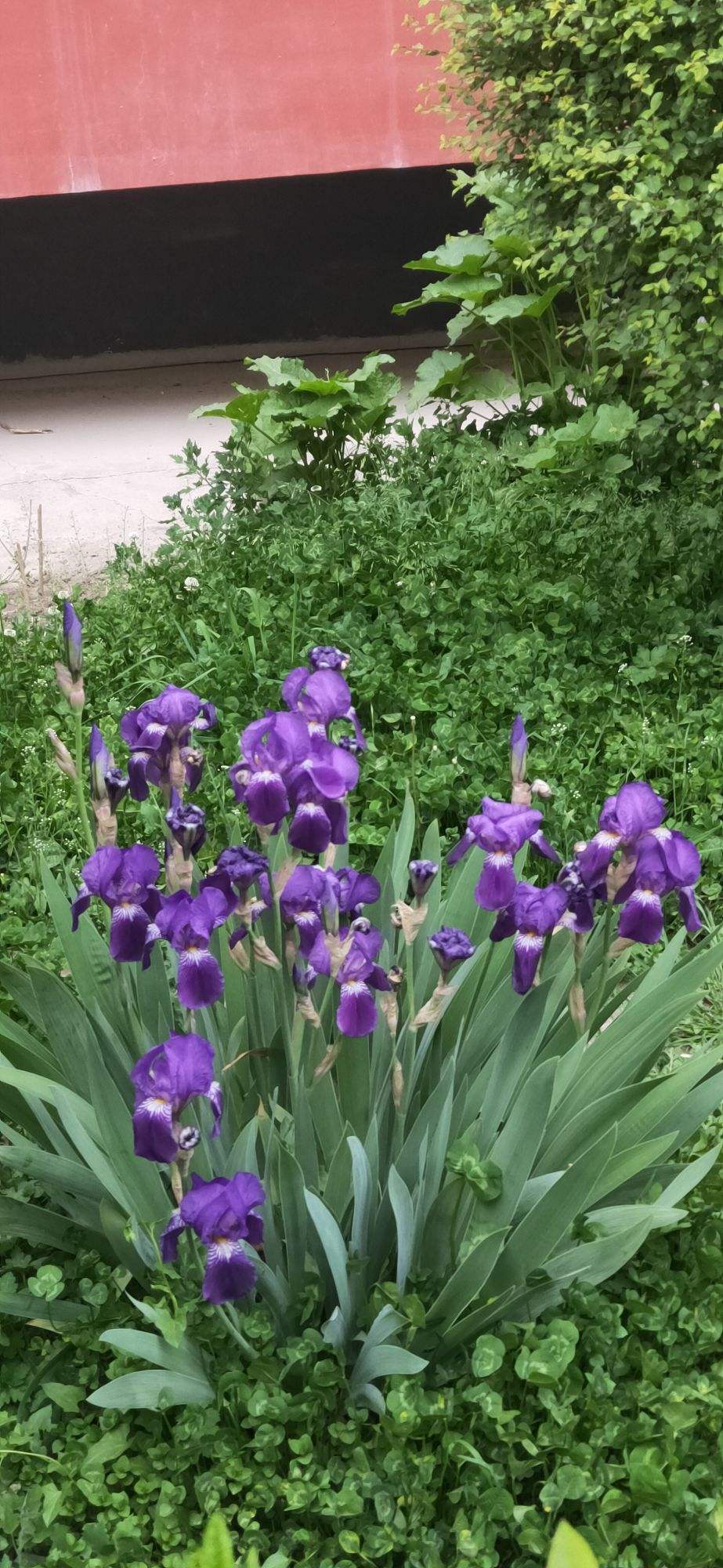 鸢尾花图片大全,野生鸢尾花到处是