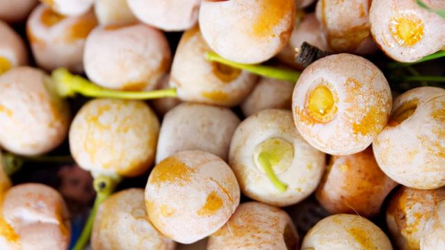 银杏树的特点具体有哪些，银杏树有什么特点（怎么就成濒危物种了）