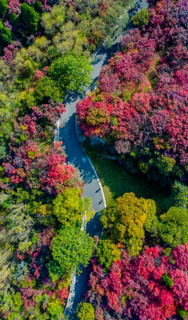 满山红叶似彩霞，阿宝歌曲大全（山东最全赏红叶地图来了）