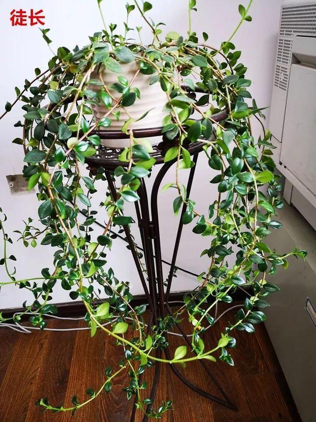 金鱼吊兰怎么养才开花，1年四季都能开花