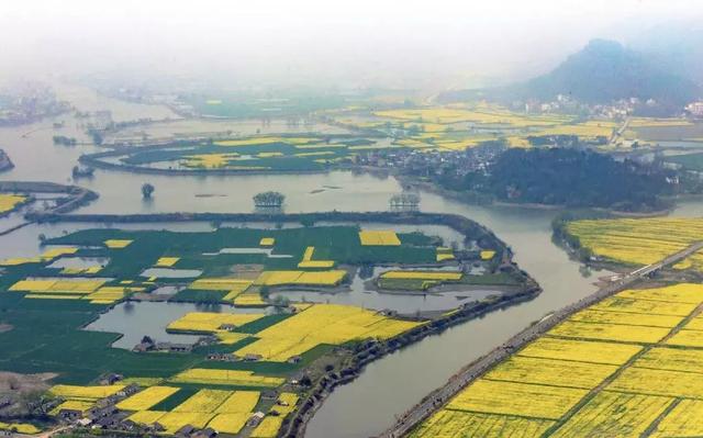 油菜花开的季节，适合家庭室内养的花与绿植（2019年全国油菜花开放时间表）