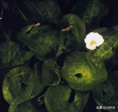 卖弄的近义词，卖弄的近义词有哪些（上联：水性杨花撸一把）