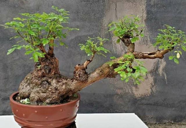怎么种植黄荆树，黄荆树的生长环境（就能养成古朴苍劲的盆景）