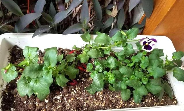 三色堇什么时候开花，三色堇在什么季节开花（这样栽培三色堇才能“情深色浓意绵长”）