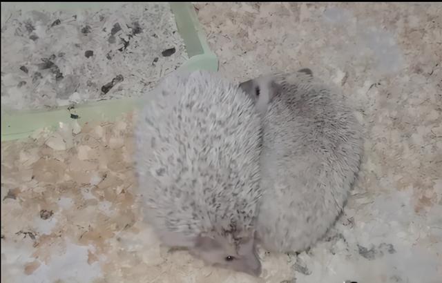 刺猬是卵生还是胎生，刺猬属于胎生还是卵生（奇怪的知识又增加了）
