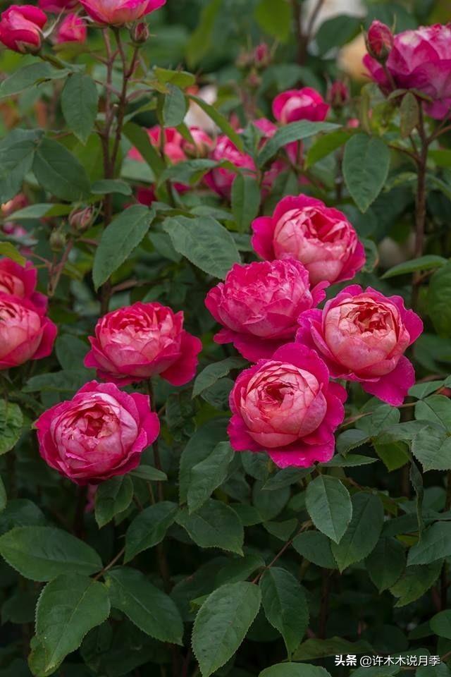 Thecastle.城堡网名，Thecastle.城堡（奥斯汀官方推荐月季品种）