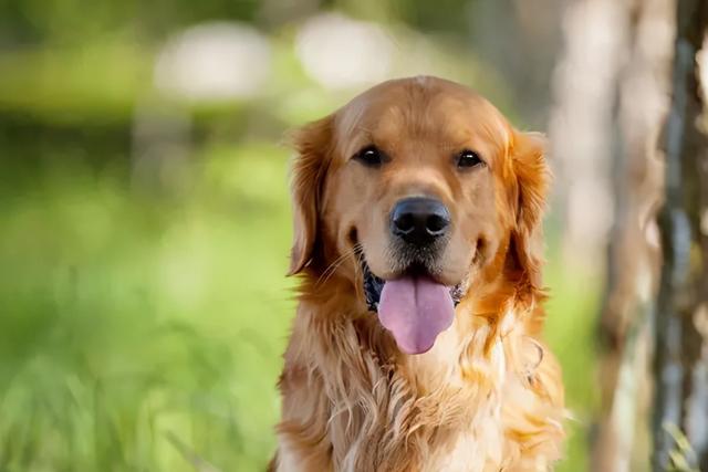 狗的智商，狗的智商相当于人的几岁（不同品种的狗智商真的有天壤之别吗）