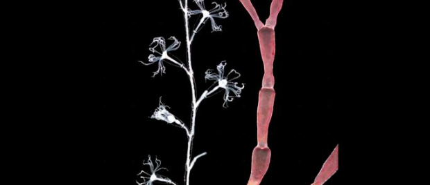 灯塔水母真的永生吗，灯塔水母有毒吗（地球上唯一可以返老还童的生物）