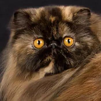 虎斑暹罗猫，银渐层、重点色、虎斑傻傻分不清（海豹虎斑暹罗猫）