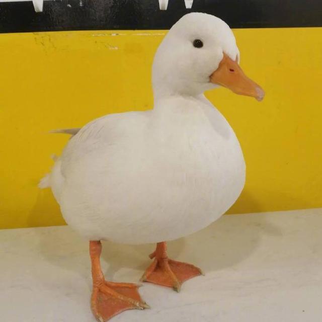 可爱捏，卡哇伊ฅฅ，微信头像，可爱捏，卡哇伊ฅฅ（可爱头像，卡哇伊！）