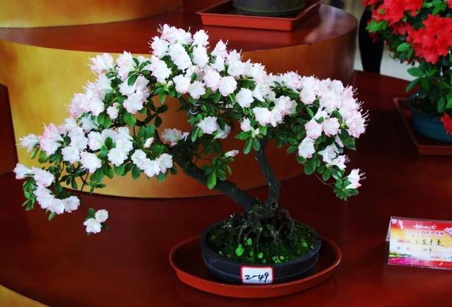 这6盆花专吃“病毒”，现在家家户户都在养（常见常养的6种“带毒花”）