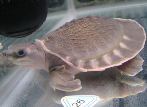 什么龟可以和鱼一起养，鱼龟混养的方法有哪些（猪鼻龟能和鱼一起混养吗）