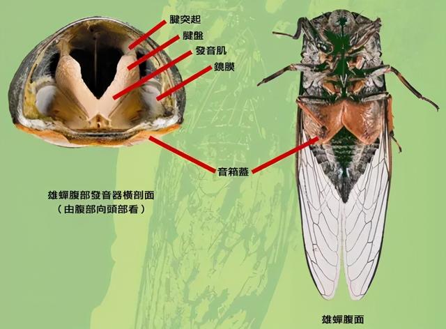 蝉怎么叫图片