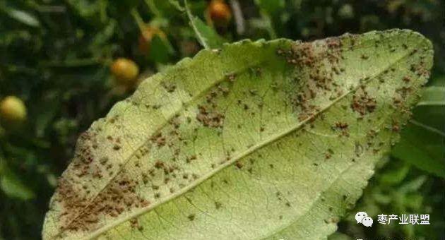 枣锈病有哪些症状和特点，简述枣锈病的主要症状和防治措施（枣园出现锈病该咋办）