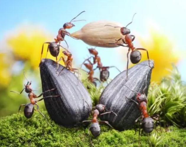 中国蚂蚁的种类有哪些，蚂蚁的种类什么我国就有600余种（而且动不动打群架）