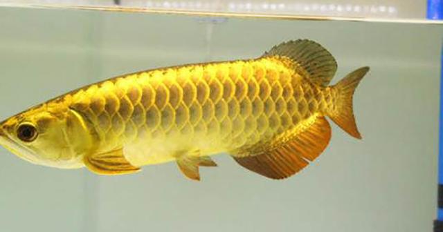 高背红尾金龙鱼，高背金龙鱼的简介-高背金龙鱼的配对方法（鱼友当自强——学会辨识金龙品种和泡药鱼）