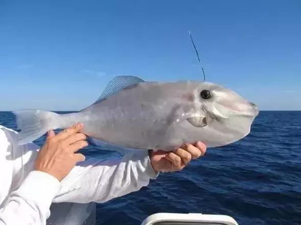 请问清炸小扒皮鱼的做法，炸小剥皮鱼的做法大全（今后再也不怕不认识海鲜了）