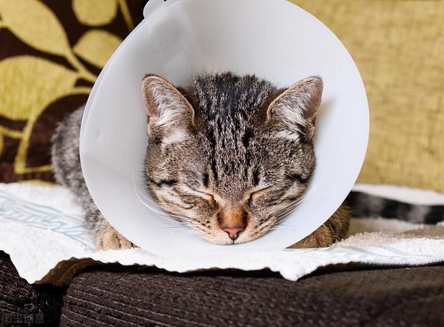 母猫应该绝育吗，它真的没有你想象的那么神奇