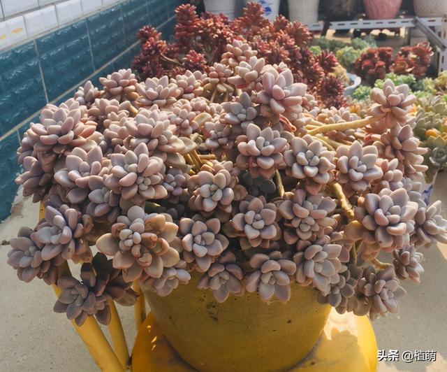 为什么我的多肉植物艾伦一直不长，多肉艾伦变绿（一样能养出粉色的艾伦）