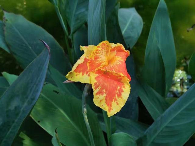 美人蕉花语，美人蕉花语是什么意思（北方地区现在就要注意防寒）