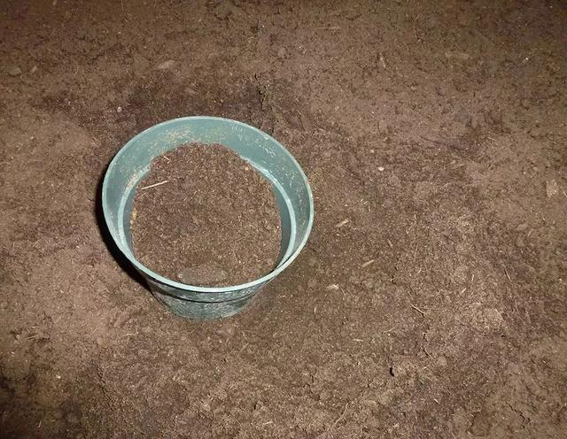 盆栽植物怎么养，家里养盆栽绿植掌握这几个秘诀