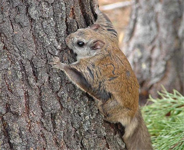 二年级语文上册部编版寒号鸟，3篇小学课文帮孩子领略大雪之美
