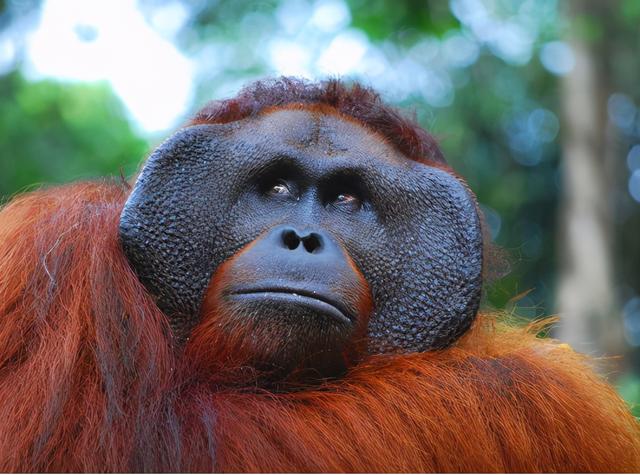 最像人类的动物，大猩猩最像人类的物种（第一个即将灭绝的类人猿）