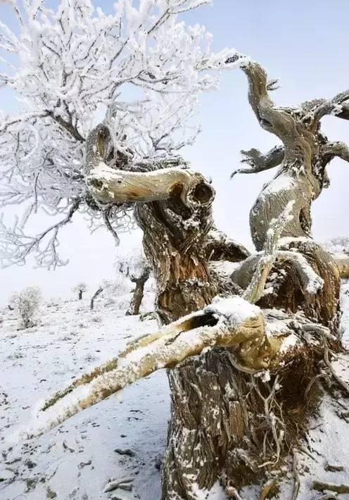 赞美胡杨树的句子有什么，带你看看不一样的美