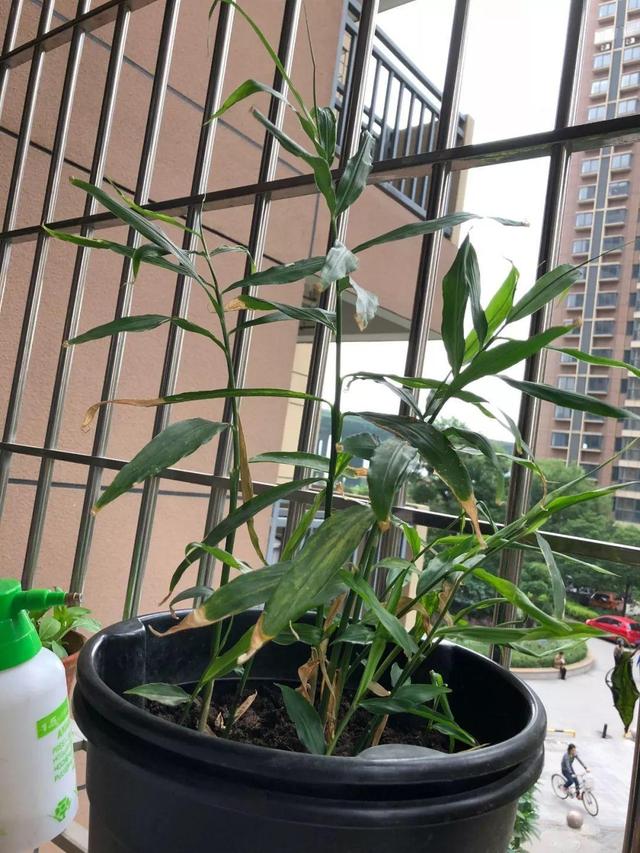 生姜芽怎么种，发芽的生姜丢盆里
