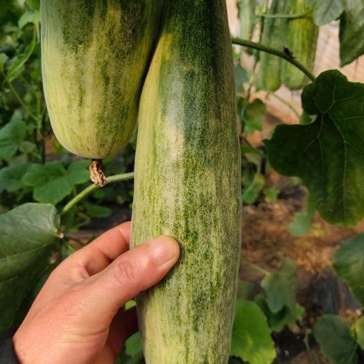 怎样种好杨角密，杨角密瓜的种植方法（新手种植羊角蜜）