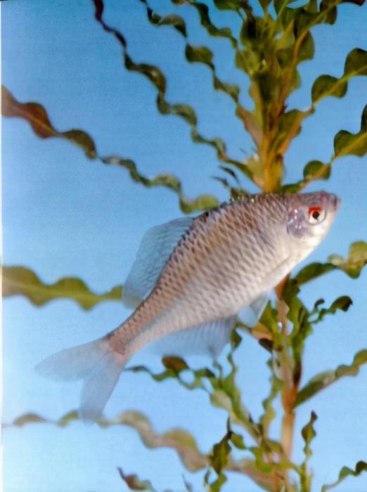 淡水观赏鱼种类，淡水观赏鱼的种类大全！（中国淡水观赏鱼图集<一>）