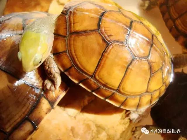 安徽三黄是哪三黄，三黄鸡有哪些（对选择的理解......）