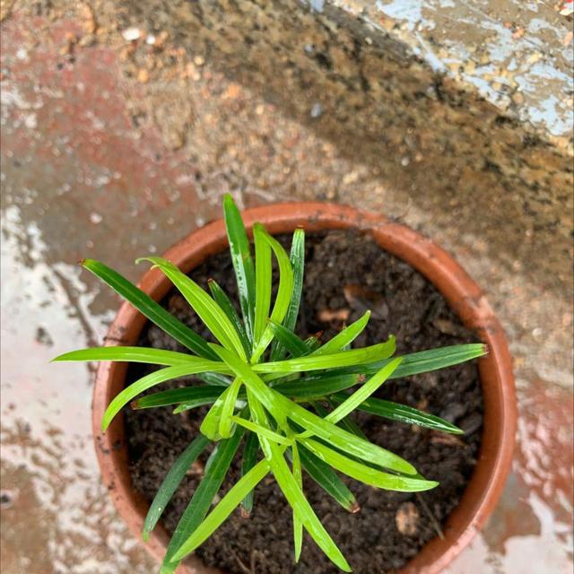 罗汉松是什么，细节不能忽视，注意这8点