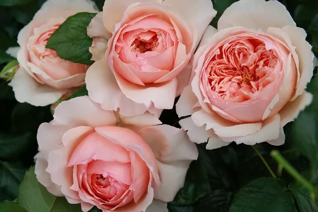 月季花品种，十大经典品种（凭一己之力撑起了整个花园的颜值）