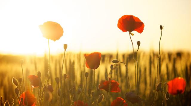 日出而作日落而息，日出而作日落而息出自哪里（逍遥于天地之间）