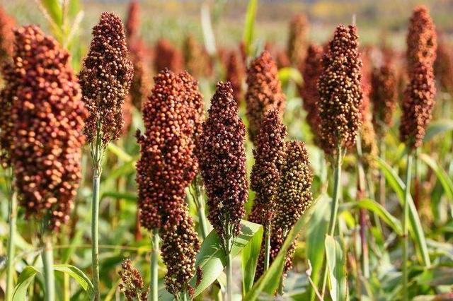 黍子是什么粮食，黍子面是什么粮食作物（高粱和谷子怎么区分）