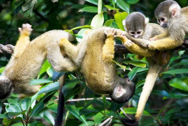 死神辣条有多辣，死神辣条有多辣图片（世界最辣的死神辣椒）