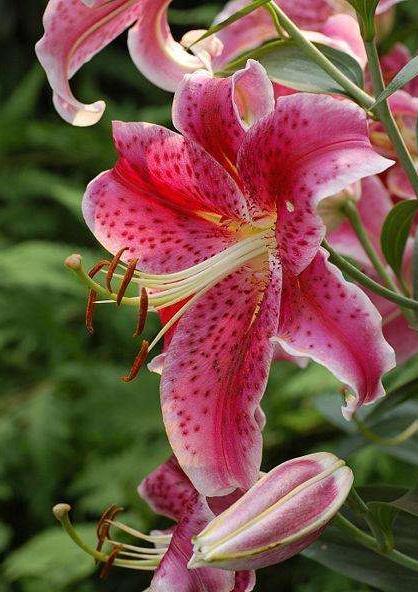 天堂鸟花语，天堂鸟花图片（你知道大自然中这些花的花语吗）