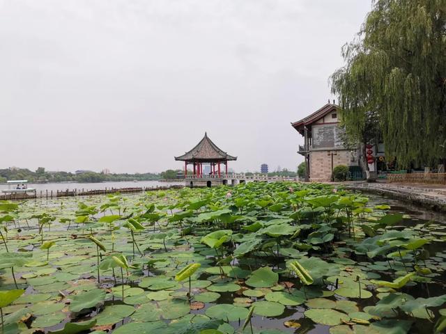 夏雨荷大明湖畔在哪里，大明湖畔的夏雨荷在哪个城市（快来跟“夏雨荷”见个面）