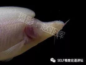 钟乳石是不是生物，钟乳石为什么不是生物（在幽深洞穴里的几百万年）