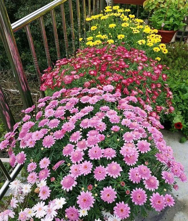 枯萎的花图片，枯萎的花（6种漂亮花，开完花“就枯萎”）