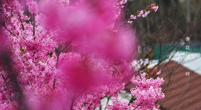 关于樱花的诗句，关于樱花的诗句有哪些（诗词鉴赏-岁岁樱花树树春）