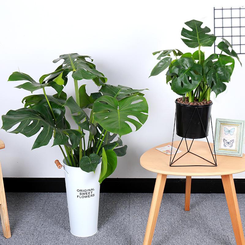 红铁树的作用与功效，红铁树的作用与功效是什么（分享10种寓意美好并且适合客厅种植的植物）