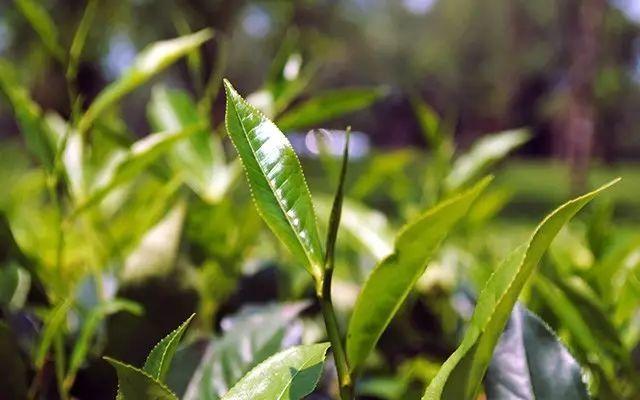 如火如茶的意思，如火如荼的意思和主人公（成语“如火如荼”中）