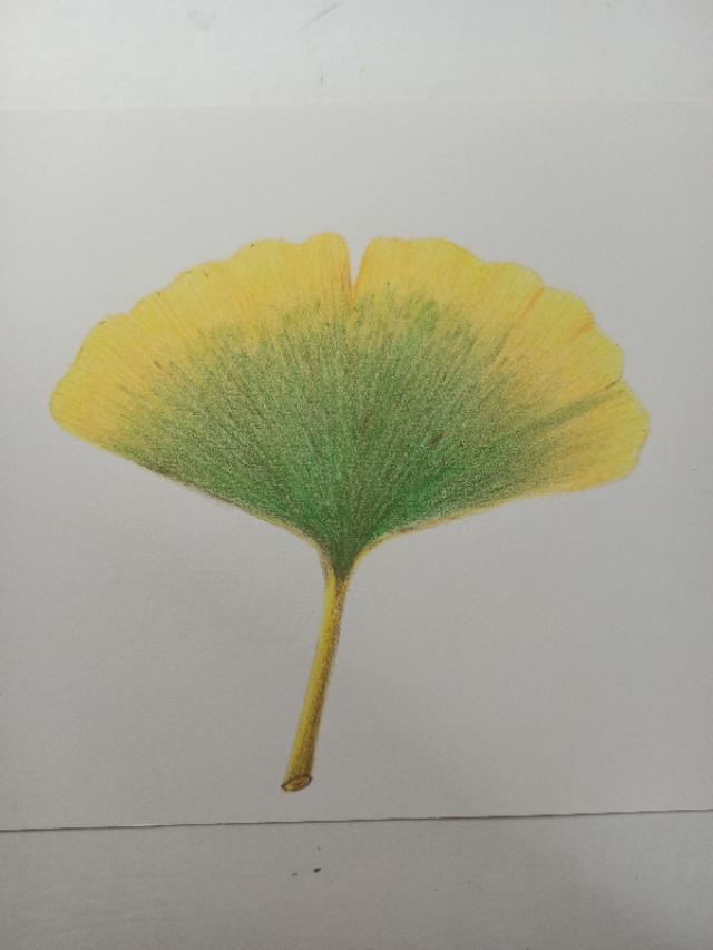 怎么画银杏树，怎么画银杏树叶视频（彩铅画/简简单单一片银杏叶）