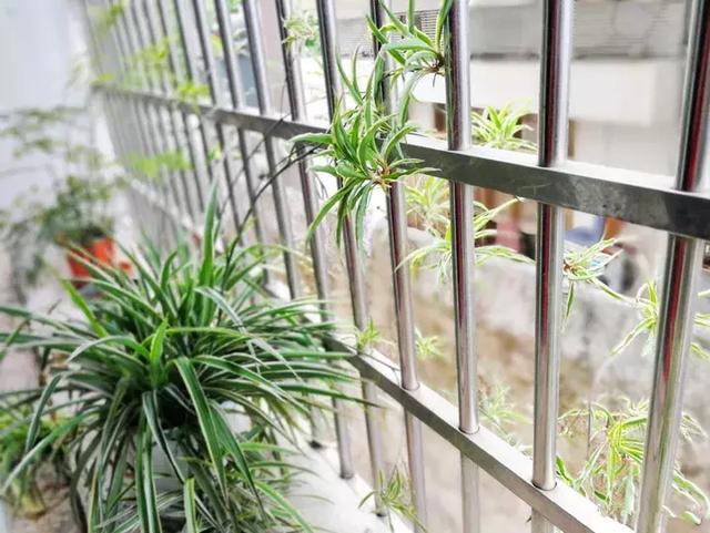 绿萝好养吗,绿萝怎样栽培(绿萝竟然排在倒数第1) 绿萝好养吗,绿萝怎样栽培(绿萝竟然排在倒数第1)