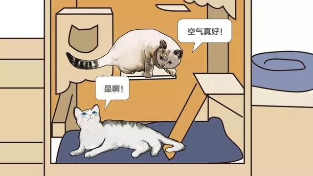 如何做一个定制猫窝，如何制作一个猫窝（看百度工程师研发的流浪猫智能猫窝）