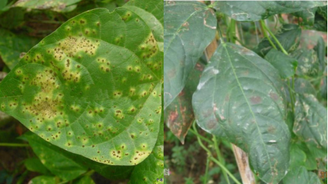 豆角的胎座是，。A.边缘胎座B.侧膜胎座C.中轴胎座D.特立中央胎座（种植豆角牢记以下5个要点）