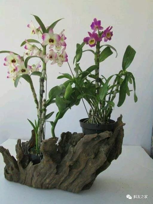 石斛兰风水摆放禁忌，石斛兰适合放在卧室吗（室内石斛盆栽摆放的风水禁忌）